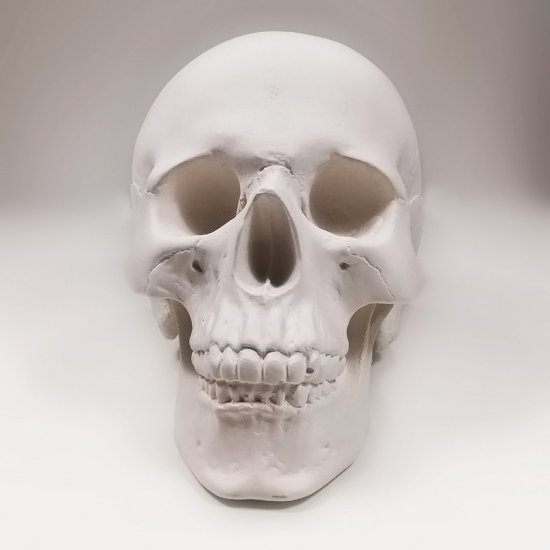 Гипсовая фигура череп анатомический, 20х13х16см по 780.00 руб от Мастерская Экорше