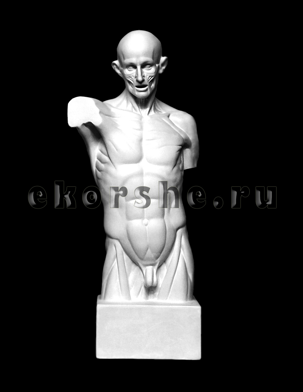 Торс экорше Гудона гипс скульптурный по 2 580.00 руб от Мастерская Экорше