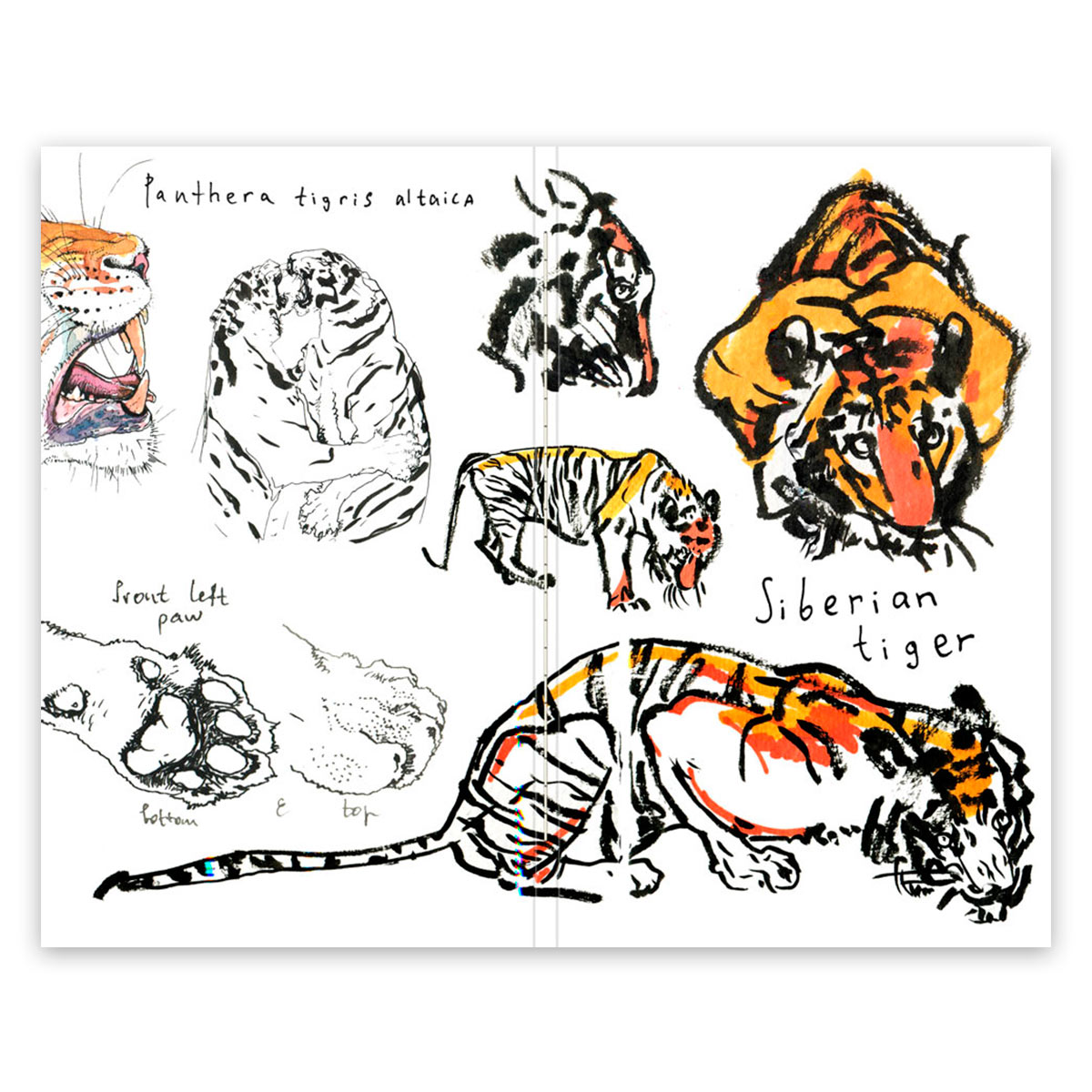 Sketchbuk Classic Fox Owl 120g Kv M A5 148h210mm 32l Amurskij Tigr Nitka Cena 590 00 Rub Kupit S Dostavkoj