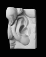 Гипсовая фигура ухо Давида правое, 16x14,5x24,5см