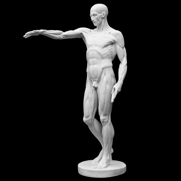 Гипсовая фигура фигура экорше Гудона, 73,5см по 9 800.00 руб от Мастерская Экорше