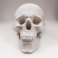 Гипсовая фигура череп анатомический, 20х13х16см